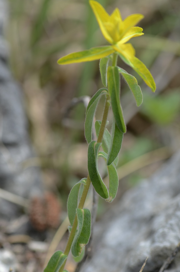 Germoglio giallo  da id. - Euforbia cfr. brittingeri